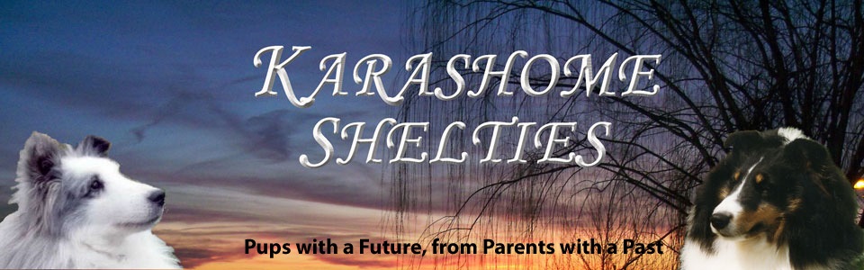 Karashome Shelties Logo